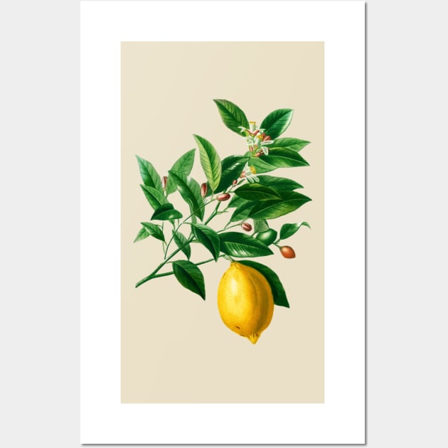 Lemon (Citrus Limonium)- Botanical Illustration Wall Art by opptop